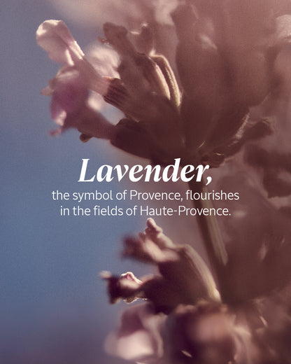 L'Occitane - Lavender Hand Cream