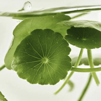 Beauty of Joseon - Light On Serum Centella + Vita C