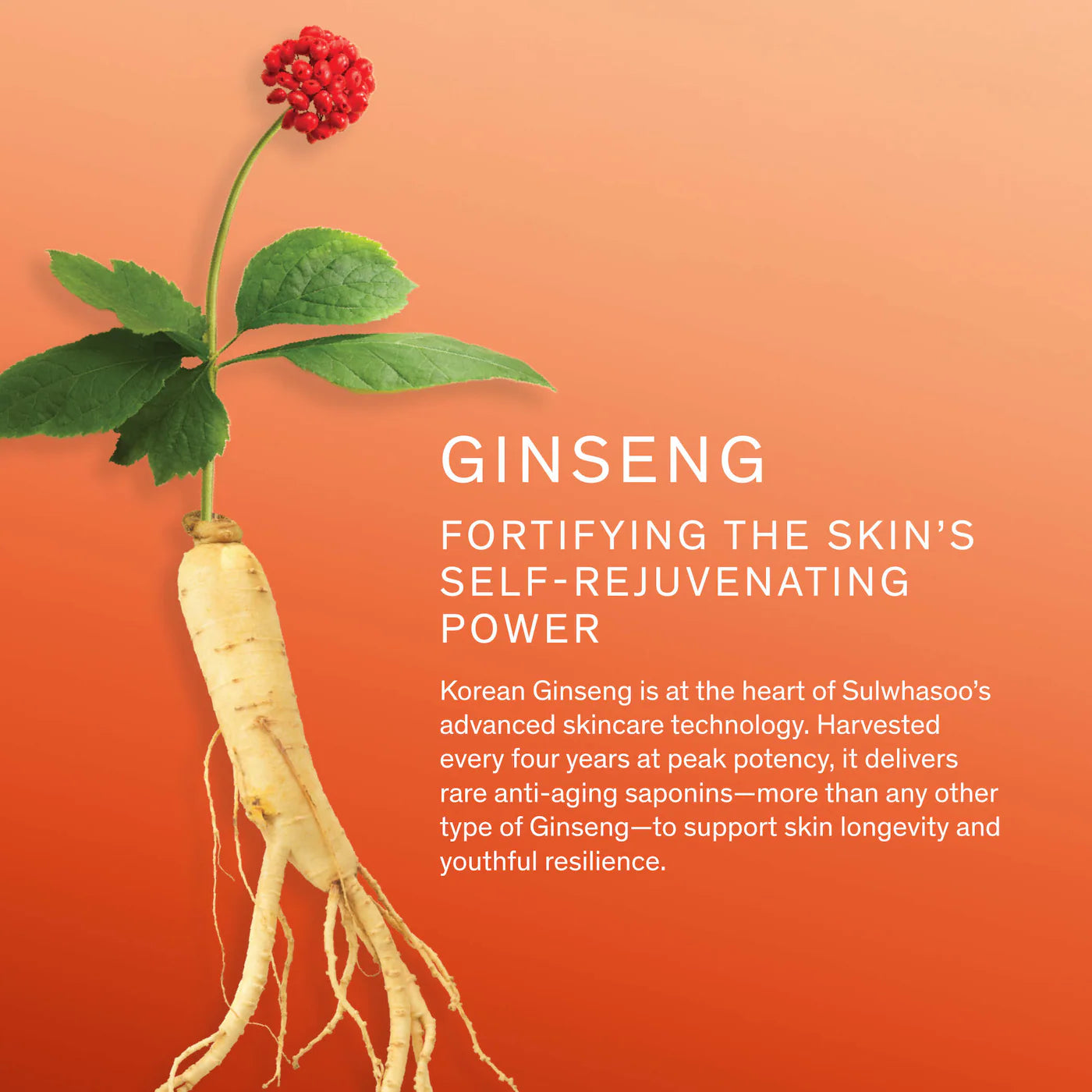 Sulwhasoo - Concentrated Ginseng Rejuvenating Cream